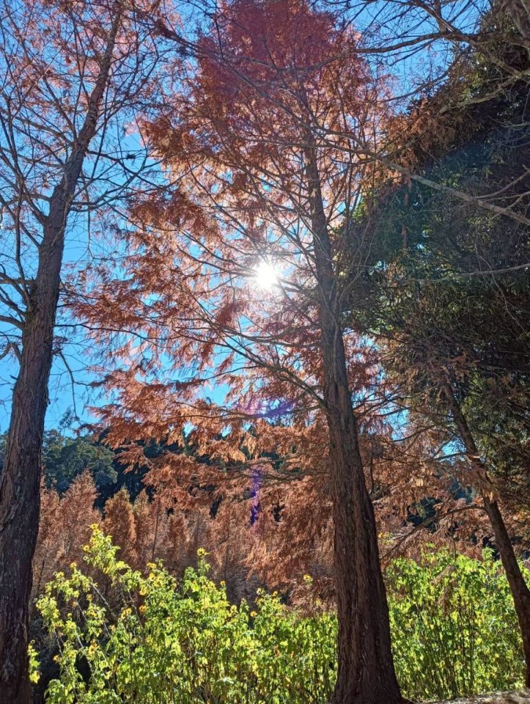 Line Album 20251217  251219 3